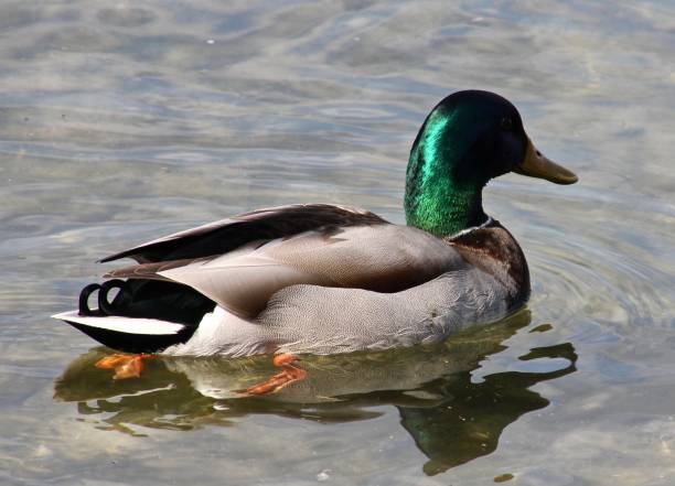 Green-collared duck stock photo