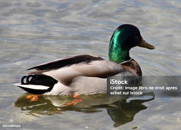 Greencollared Duck Stock Photo - Download Image Now - Animal, Animal Body Part, Animal Wildlife