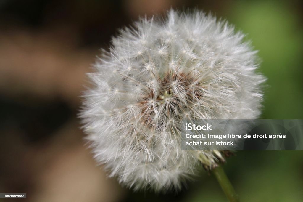 Dandelion flower A surprising flower, a beauty whose wind will get the better Beauty In Nature Stock Photo