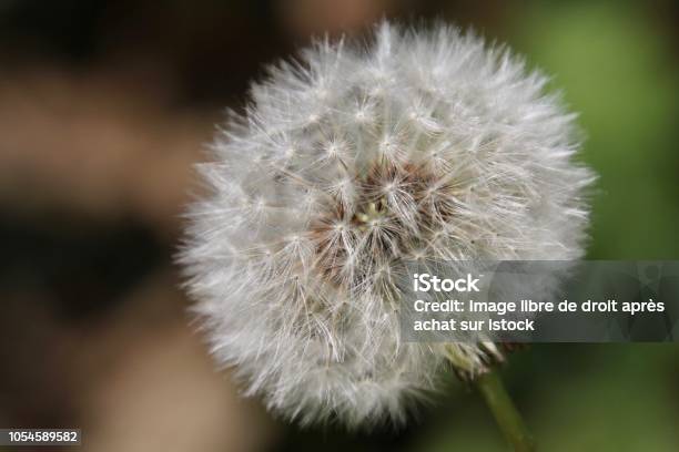 Dandelion Flower Stock Photo - Download Image Now - Beauty In Nature, Botany, Close-up