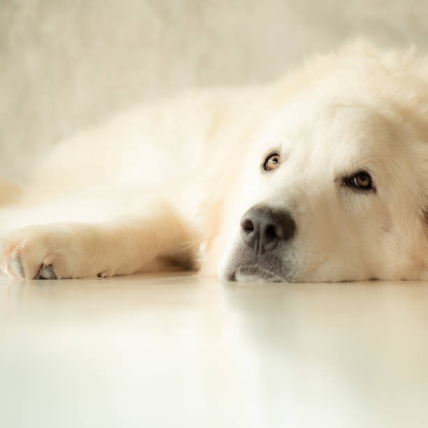 istock Cute white golden retriever puppy taking a sleep 1054589740