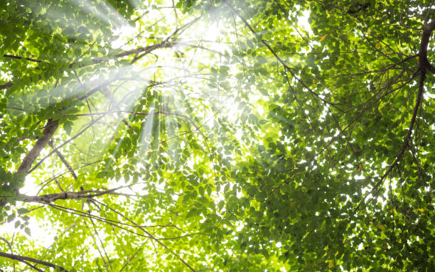 istock Trees in forest . nature green wood sunlight backgrounds 1054590998
