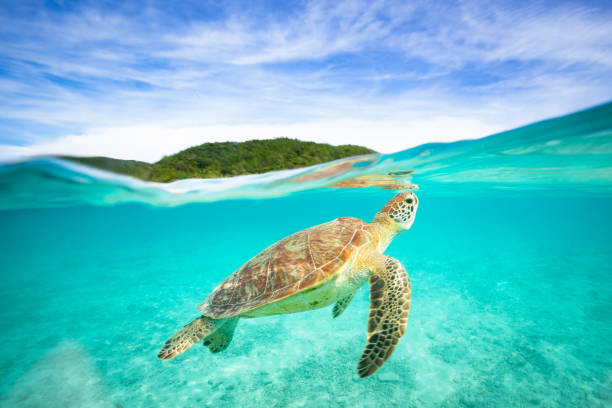 Sea Turtle in paradise A small Sea Turtle swimming around in clear blue ocean waters just off an island in Okinawa, Japan sea turtle stock pictures, royalty-free photos & images