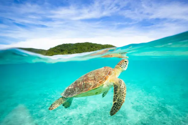 A small Sea Turtle swimming around in clear blue ocean waters just off an island in Okinawa, Japan