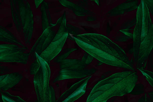 Deep faded green leaves background. Creative layout. Toned image filter. Black and green.