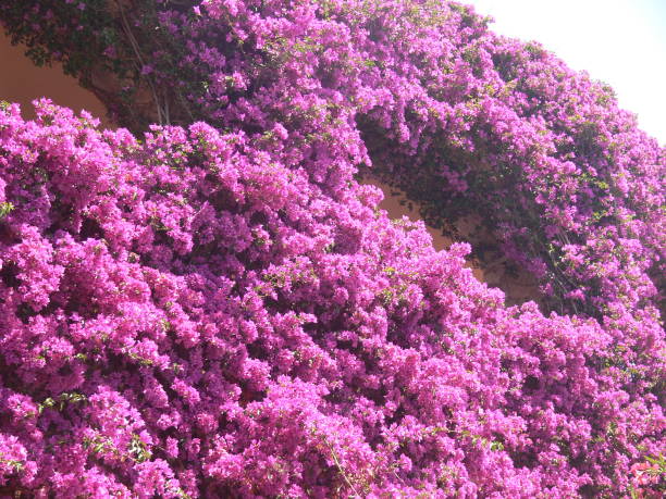 istock Violet Blooming Bougainville on House Facade 1054602654