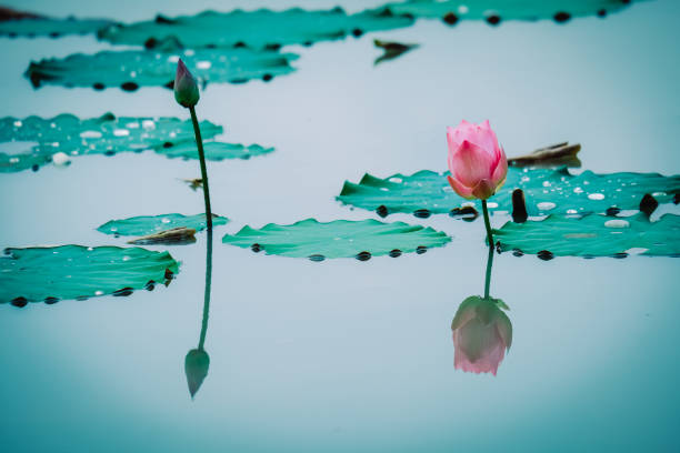 istock Peaceable concept. Beautiful lotus flower is complimented by the deep blue water surface 1054602848