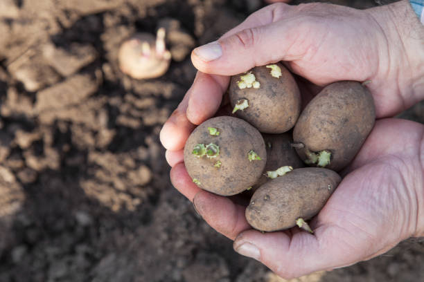 растения картофеля на новый сезон - growth new life seedling child стоковые фото и изображения