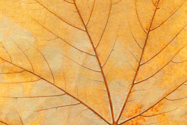 istock Colorful bright background of autumn leaf 1054604434