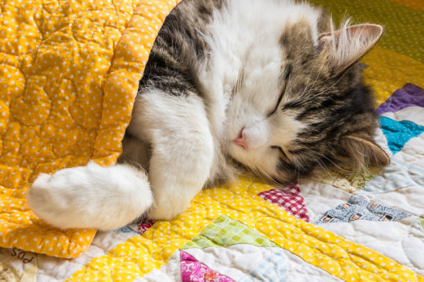 노란색이 불 커버 아래에서 잠자는 줄무늬 고양이 - quilt patchwork textile blanket 뉴스 사진 이미지