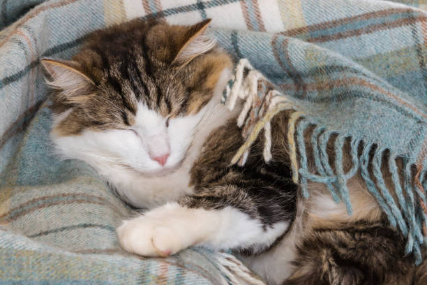 istock tired tabby cat sleeping in blue woollen blanket 1054604524