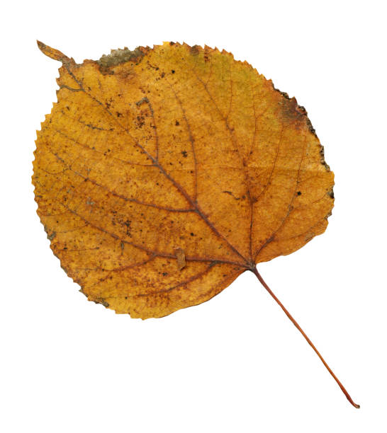 istock Fallen autumn leaf of linden tree isolated 1054605038