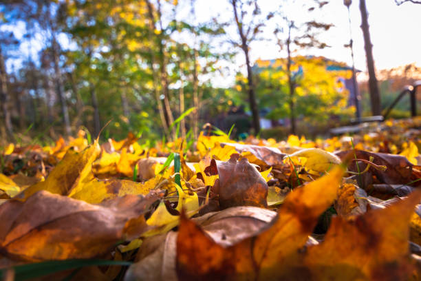 Fallen red leaves in a forest floor,Gothenburg ,Sweden