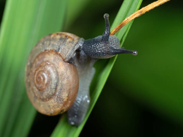 istock Close up Land Snail on Blade of Grass 1054606846