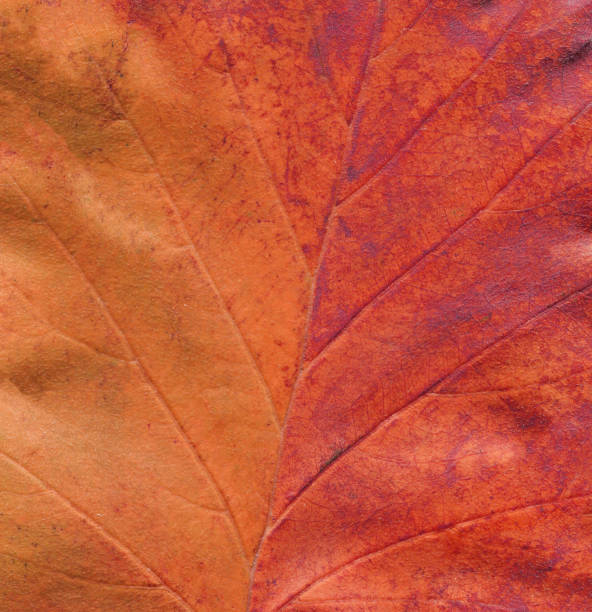 istock Autumn leaves background. Minimal autumn concept 1054608182