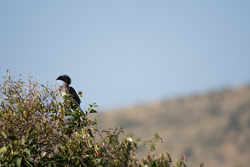 African grey hornbill in Masai Mara, Kenya.
