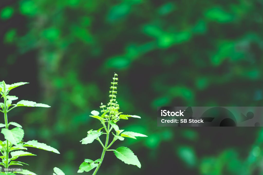 Tulasi Green Tree Plant Stock Photo - Download Image Now - iStock Tulasi Green Tree Plant Stock Photo - Download Image Now - iStock