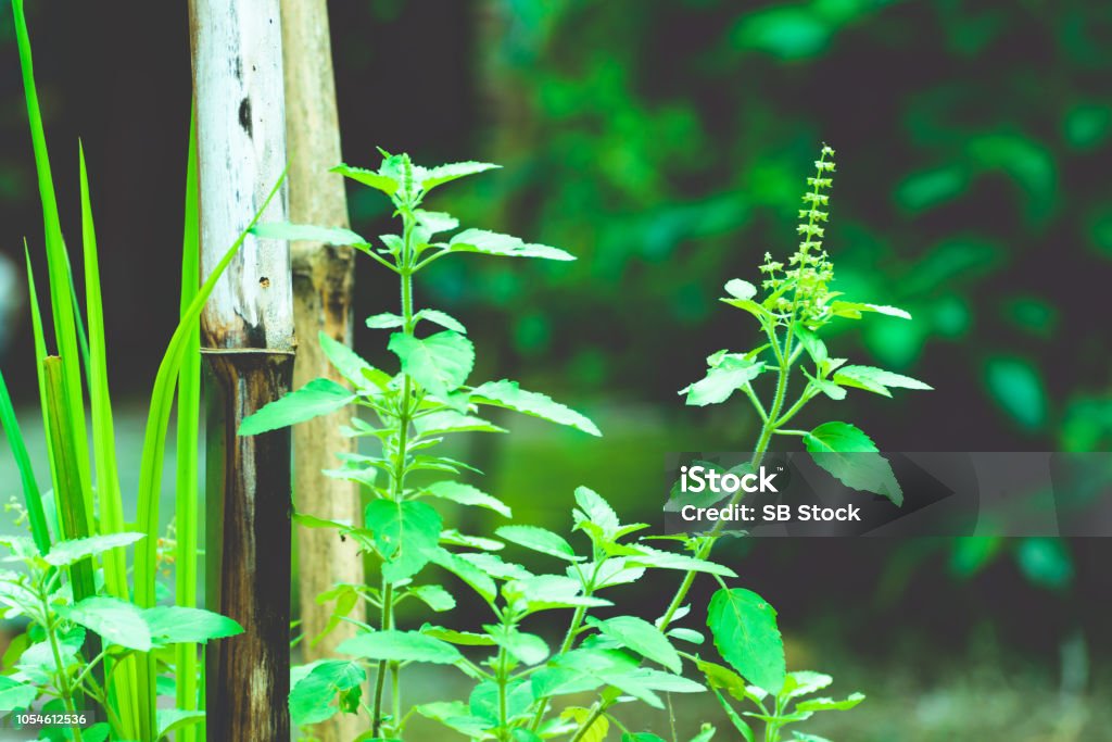 Tulasi Green Tree Plant Stock Photo - Download Image Now - iStock Tulasi Green Tree Plant Stock Photo - Download Image Now - iStock