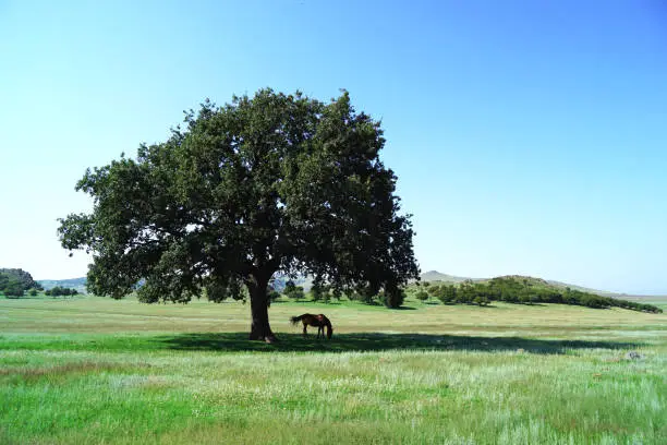 beautiful tree with a horse