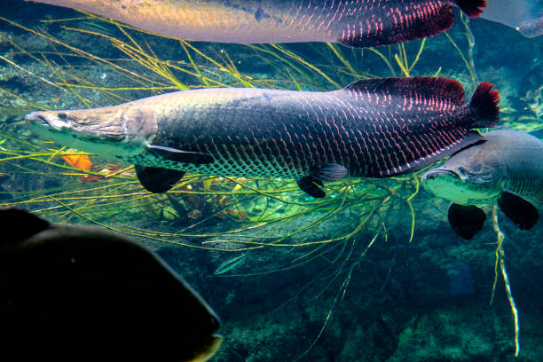 Tropical sweet water fish Arapaima Gigas stock photo