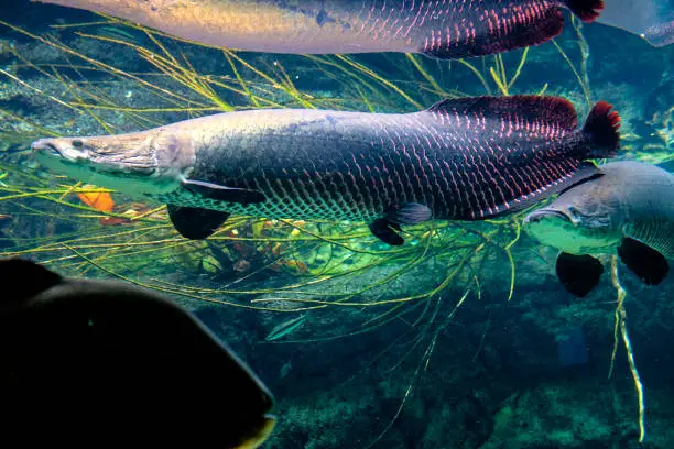 Photo of Tropical sweet water fish Arapaima Gigas