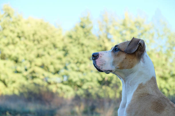 istock Dog portrait with autumn trees in background 1054613102
