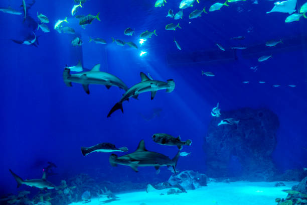 istock Large scale sealife oceanarium with many species of underwater animals 1054614708