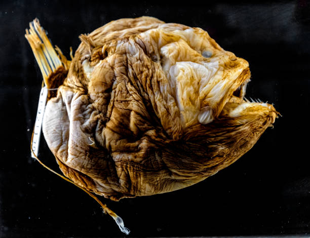 Specimen of a Bufoceratias Wedli deep-sea fish