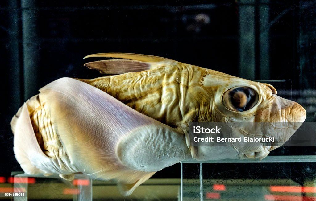 Ejemplar De Un Pez De Aguas Profundo De Rostrata De Quimera Foto de stock y más banco de imágenes de Pez - iStock Ejemplar De Un Pez De Aguas Profundo De Rostrata De Quimera Foto de stock y más banco de imágenes de Pez - iStock