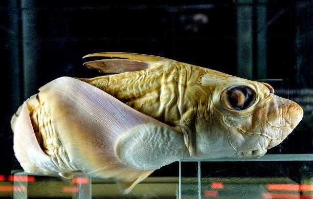 Specimen of a Chimaera rostrata deep-sea fish