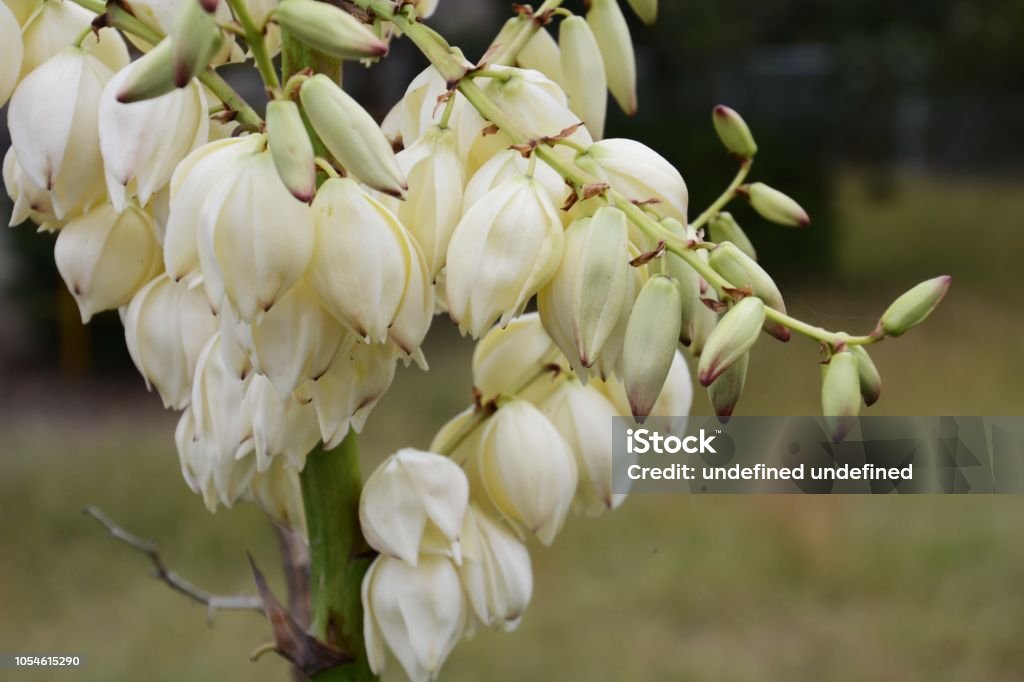 Flores yuca - Foto de stock de Belleza libre de derechos