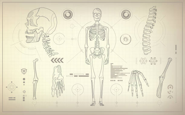 ilustrações, clipart, desenhos animados e ícones de esqueleto - human spine anatomy x ray the human body