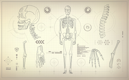 concept of health care technology, parts of skeleton in anatomical science