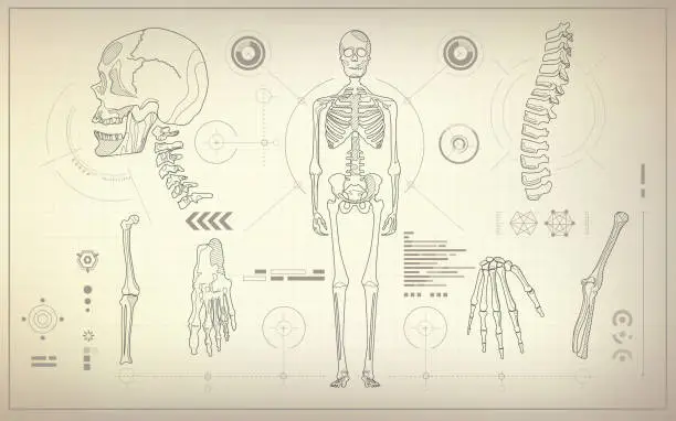 Vector illustration of skeleton