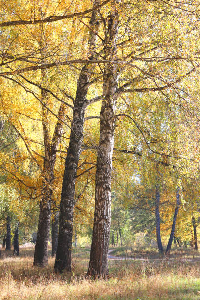 istock Beautiful birch in autumn in birch grove 1054619174