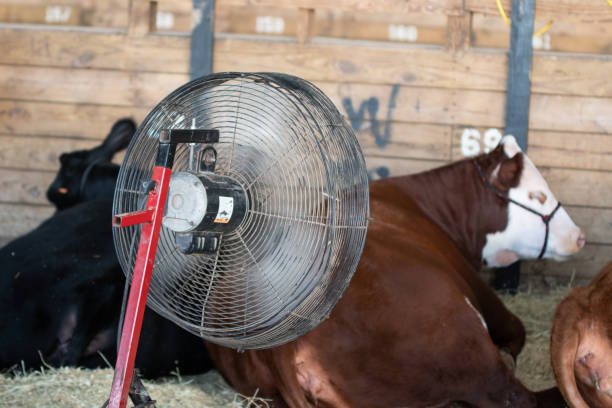 Fan cooling show cattle at a livestock show Show cattle lying down on a hot day at a livestock show while a fan blows air to cool them down. sleeping cow stock pictures, royalty-free photos & images