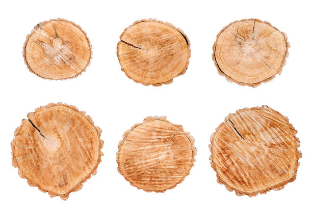 istock Wood logs set isolated on white background 1054623900