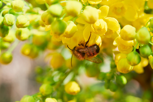 Bee on Oregon Grape (Mahonia aquifolium).