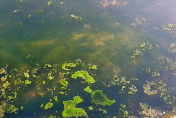 wasser-bloom - algae slimy green water stock-fotos und bilder