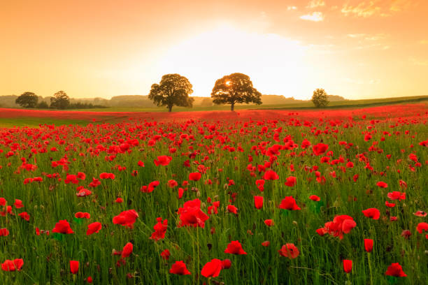 istock Poppy field at sunset 1054633386