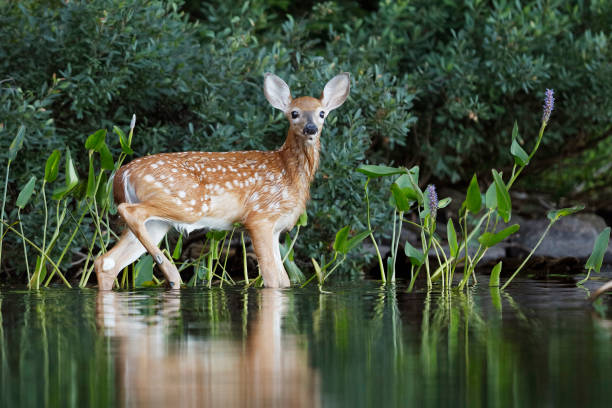 istock White-tailed Deer fawn drying off after a morning swim 1054640110