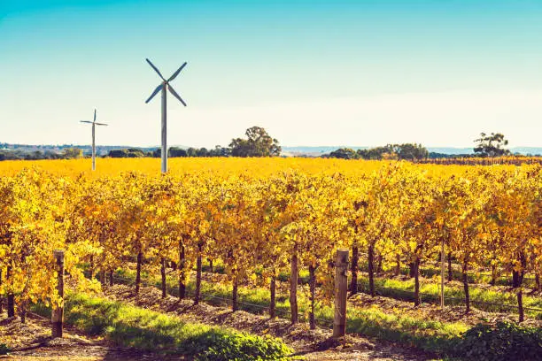 Windmills in Riverland vineyard, rural South Australia
