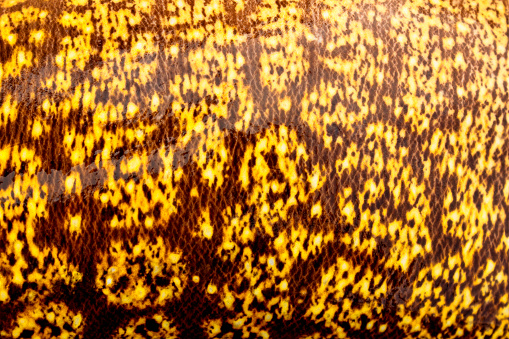 Texture of the wet skin of the sea Moray eels. Bright abstract background.