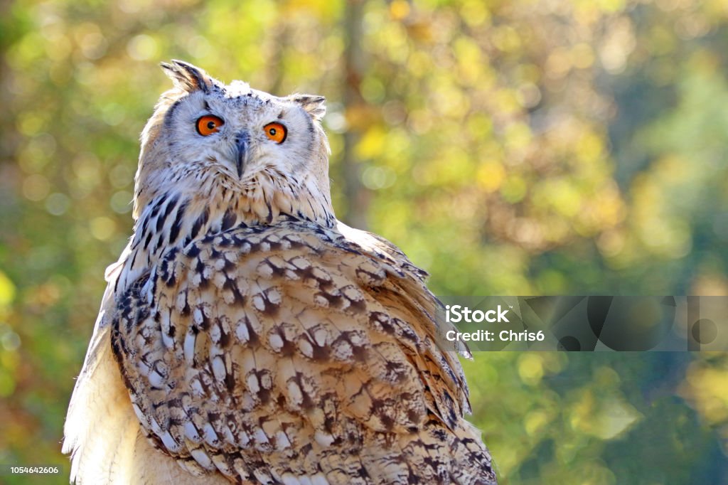 Snowy Owl A Snowy Owl, flying around a northwestern Switzerland forest during the autumn time. Animal Stock Photo