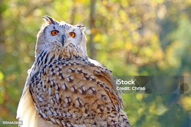 Snowy Owl Stock Photo - Download Image Now - Animal, Animal Body Part, Animal Eye