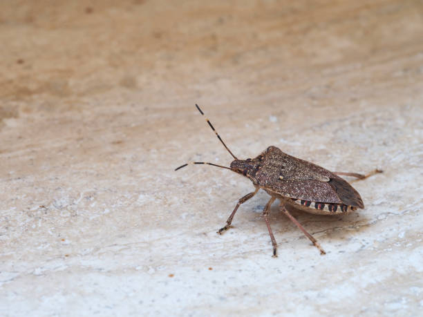 istock Brown marmorated stink bug Halyomorpha halys, an invasive species from Asia. On plain background with copyspace. 1054644866