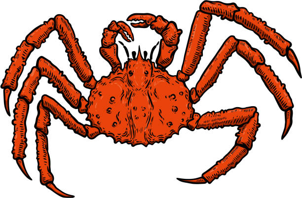 illustrazioni stock, clip art, cartoni animati e icone di tendenza di illustrazione di king crab isolato su sfondo bianco. elemento di design per etichetta, emblema, segno, poster, menu, t camicia. - granchio reale