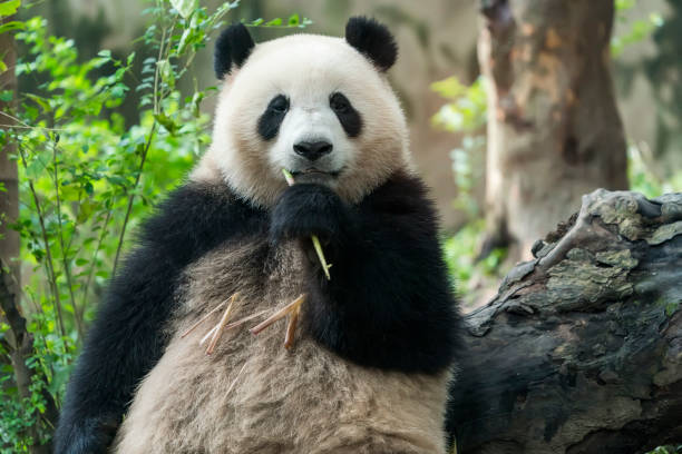 istock giant panda bear eating bamboo 1054645072