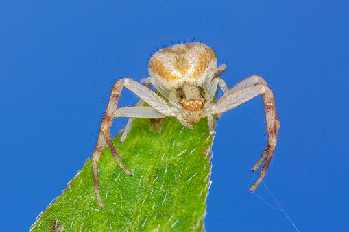 Crab Spider perched on a leaf as it manipulates a strand of silk