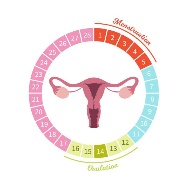 weiblichen monatszyklus. - menstruation stock-grafiken, -clipart, -cartoons und -symbole